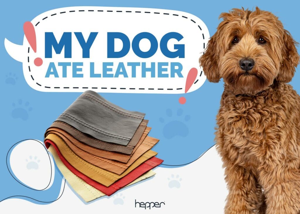 My Dog Ate Leather