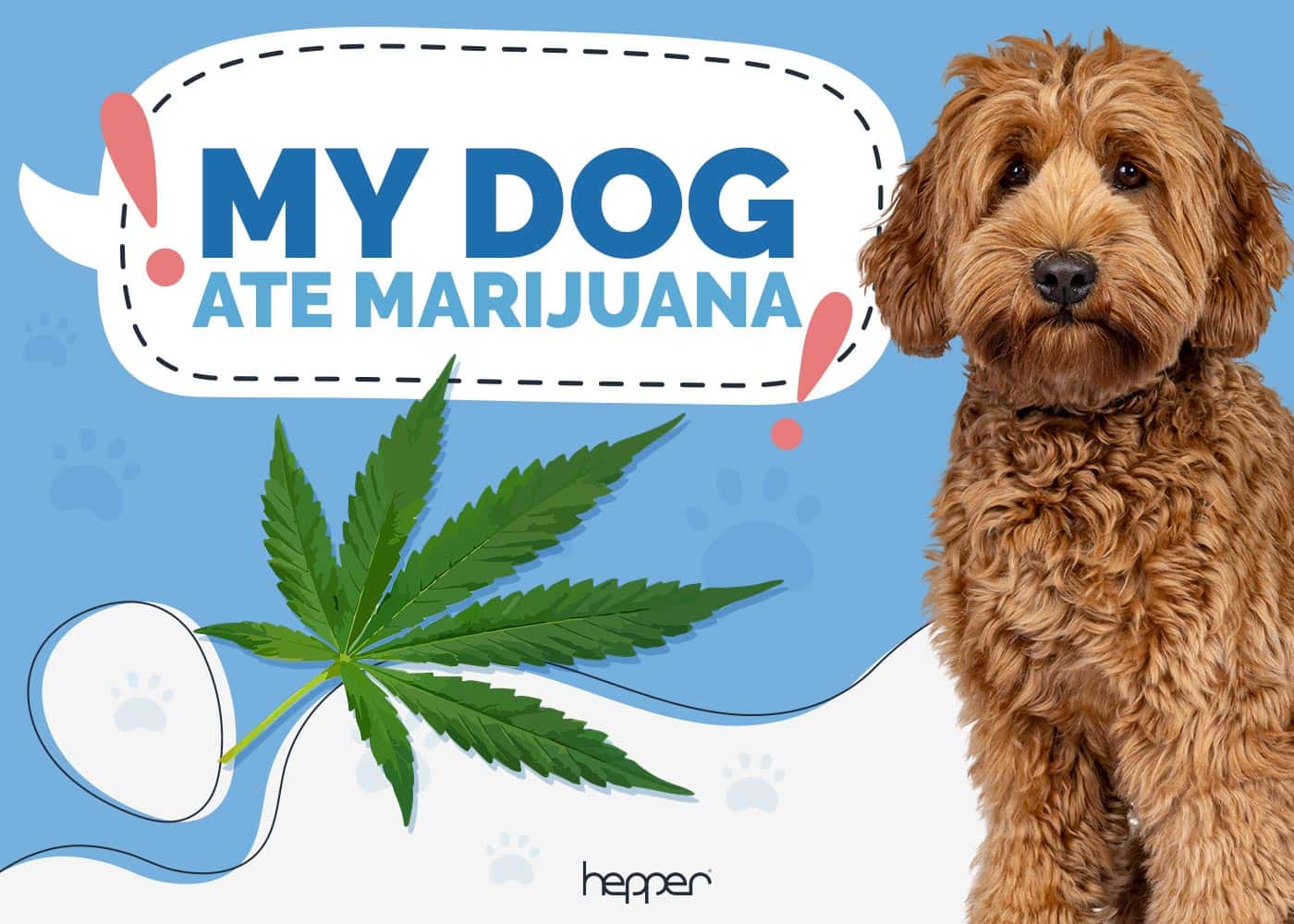 My Dog Ate Marijuana