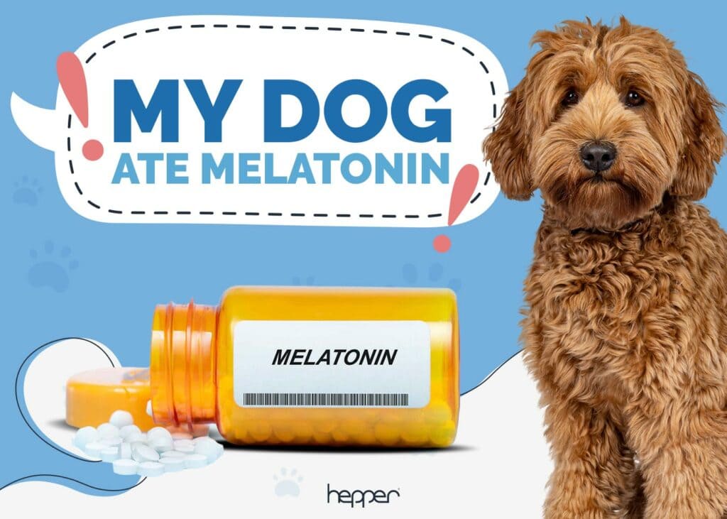 My Dog Ate Melatonin