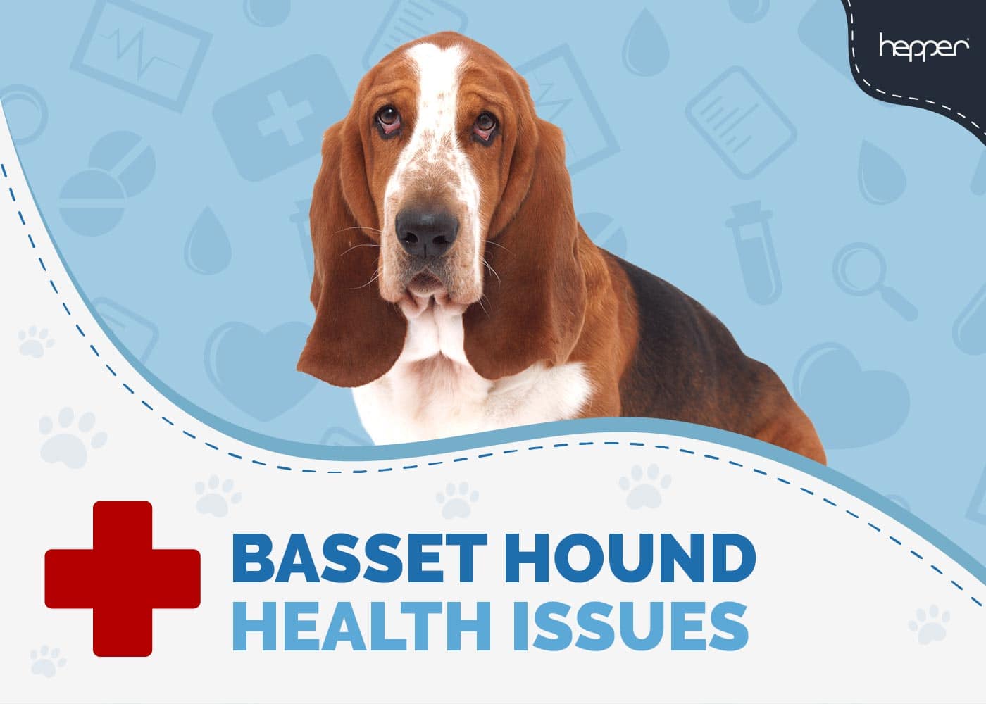 Basset Hound Health Issues to Watch Out For