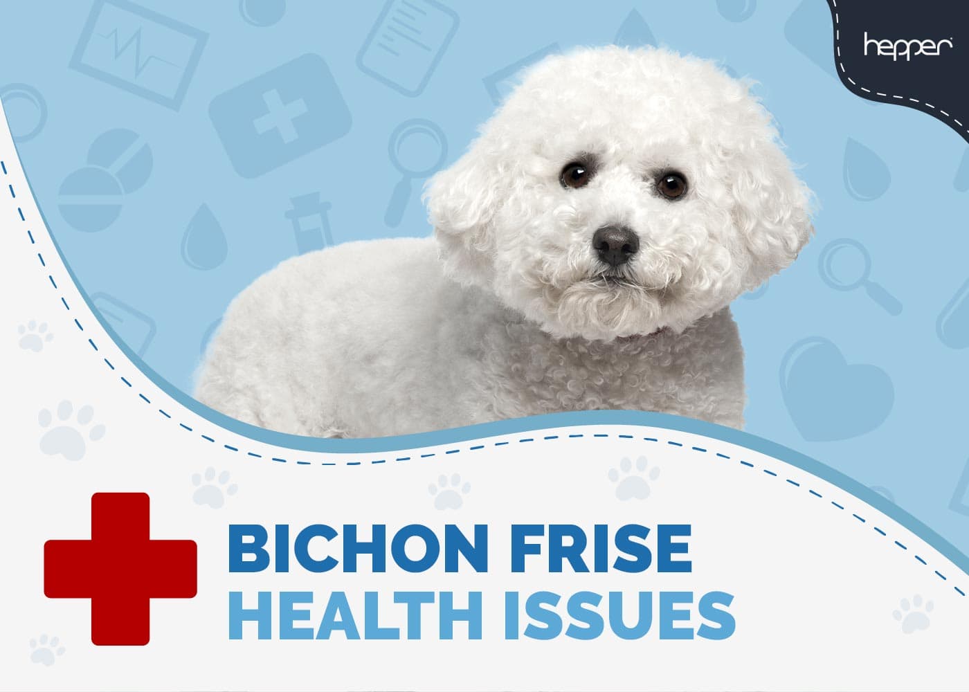 5 Common Bichon Frise Health Issues Vet Answer Hepper Pet Resources 5 Common Bichon Frise Health Issues Vet Answer Hepper Pet Resources