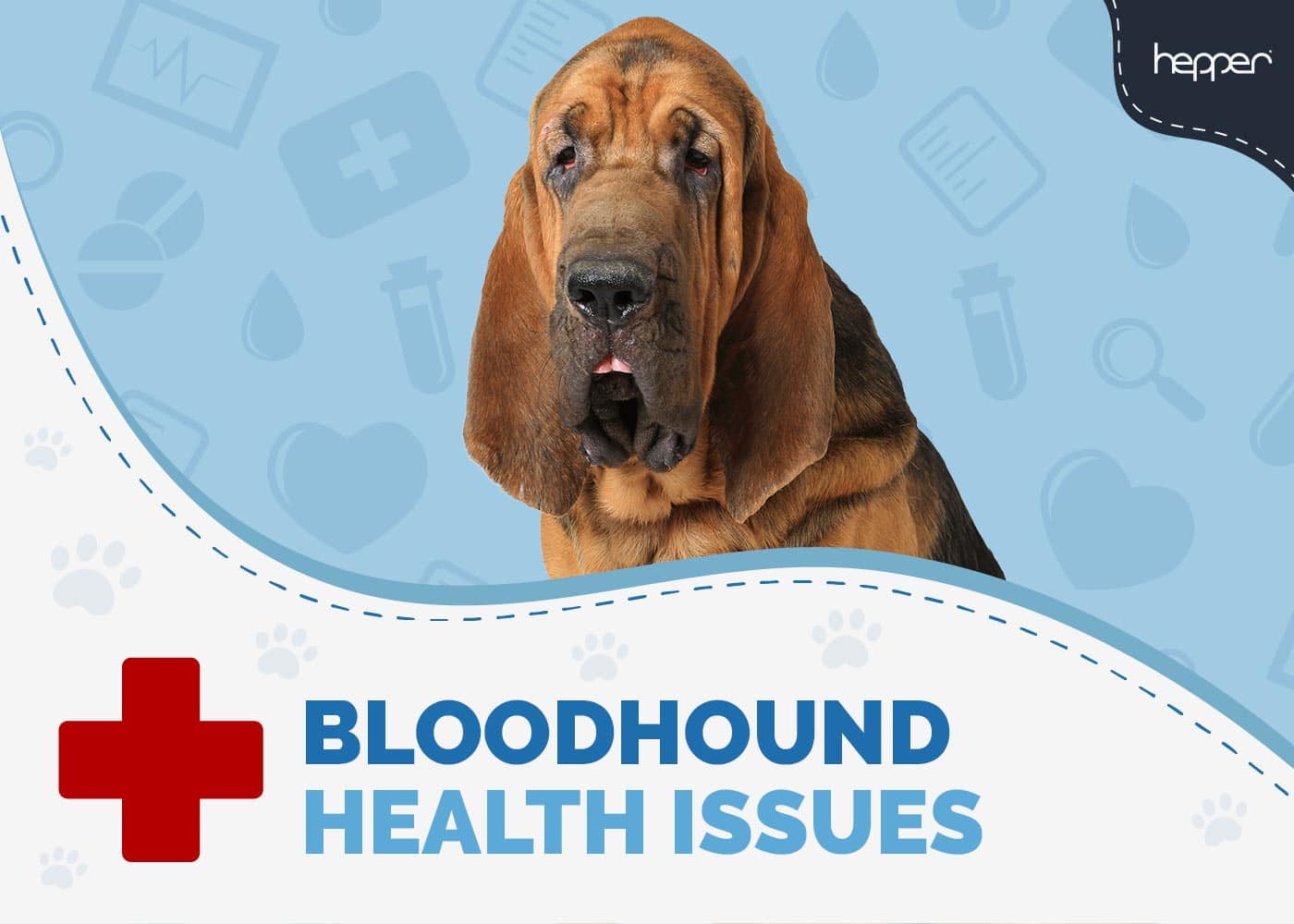 Bloodhound Health Issues