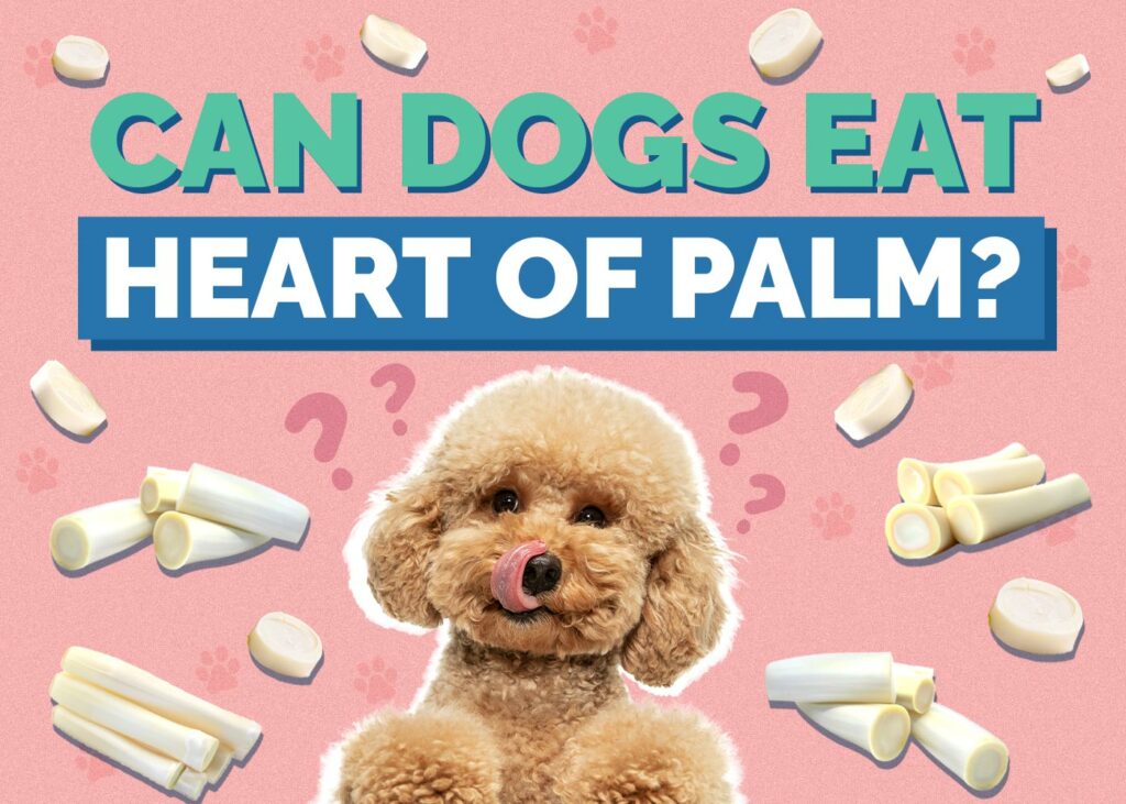 Can Dogs Eat Hearts of Palm