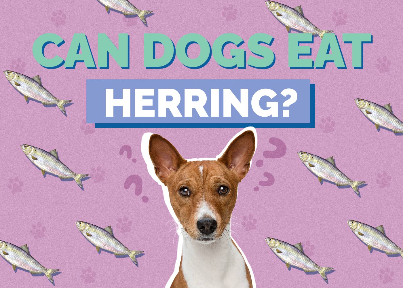 Can Dogs Eat Herring