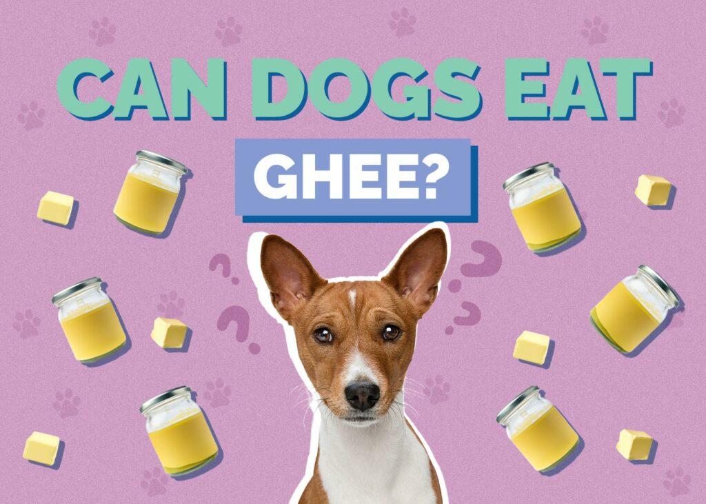Can Dogs Eat Ghee