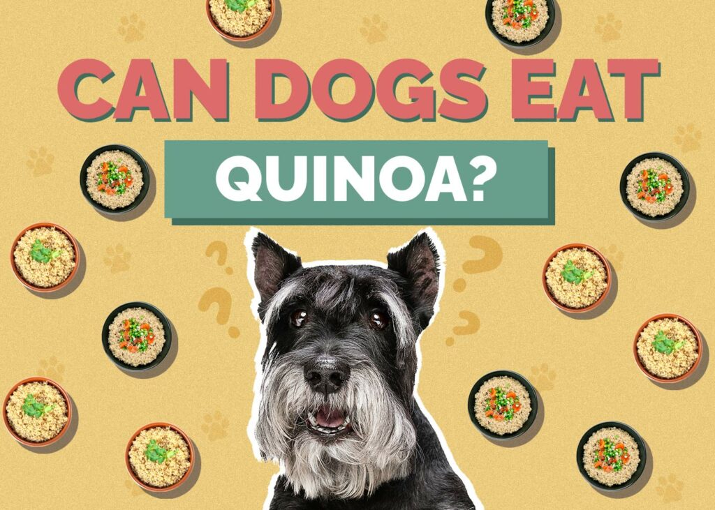 Can Dogs Eat Quinoa