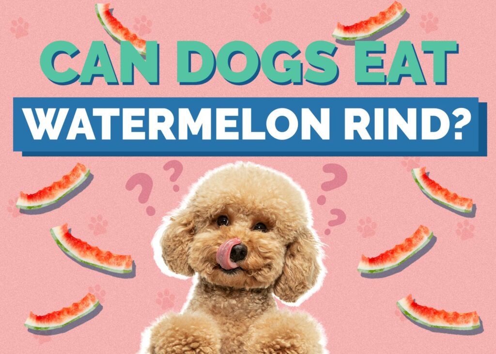Can Dogs Eat Watermelon Rind