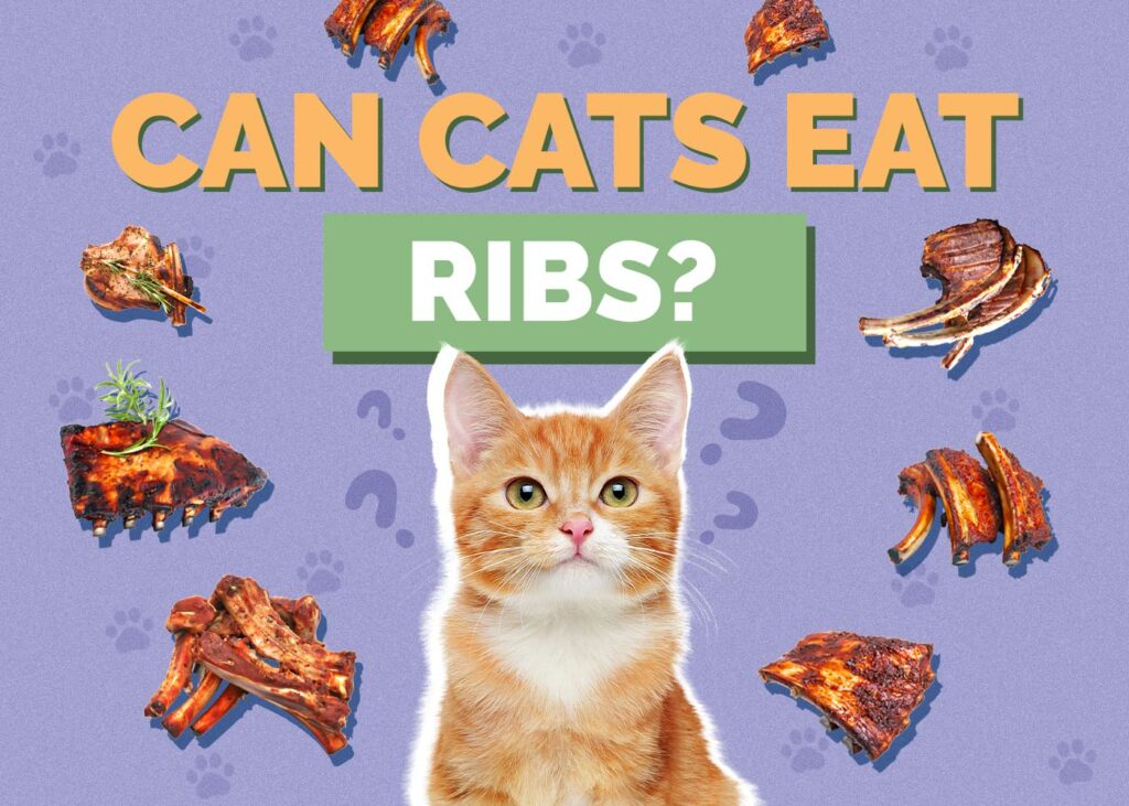 Can Cats Eat Ribs