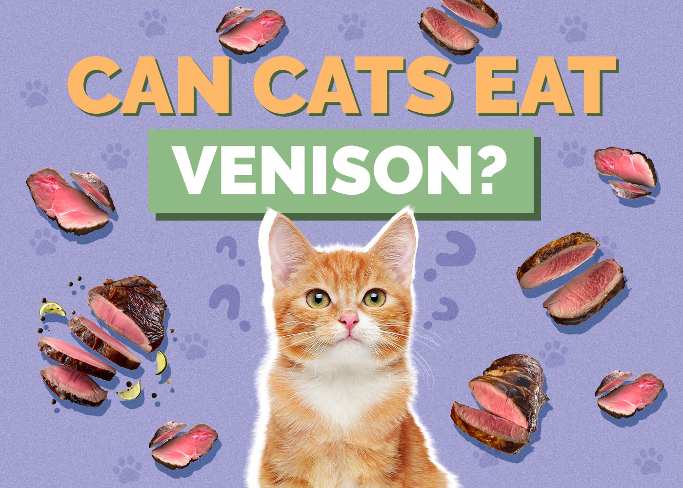 Can Cats Eat Venison
