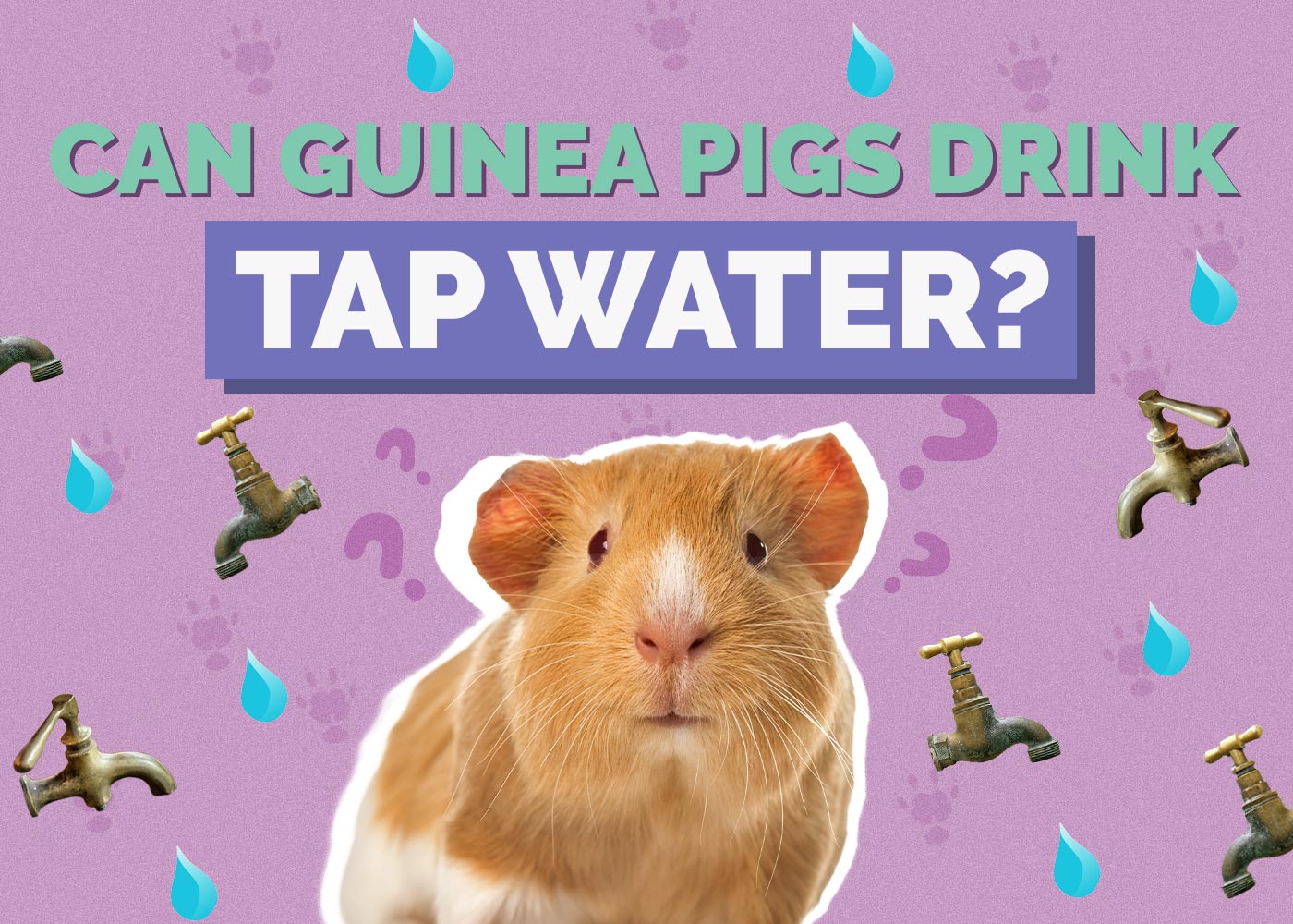 Can Guinea Pigs Drink Tap Water