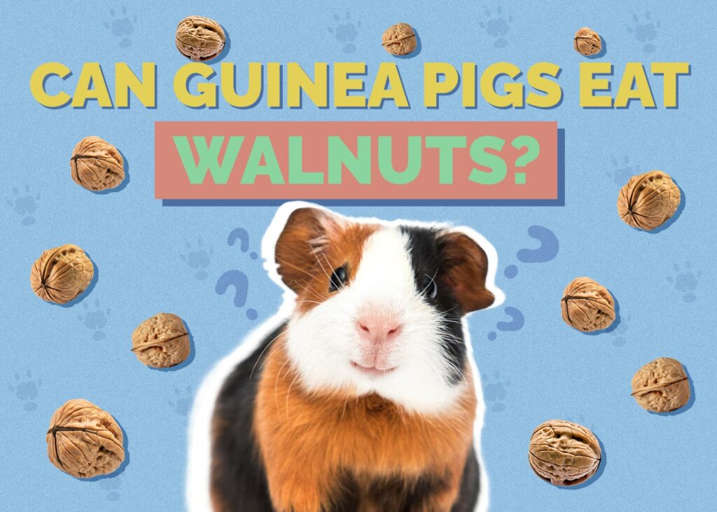 Can Guinea Pigs Eat Walnuts