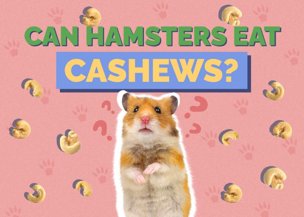 Can Hamsters Eat Cashews