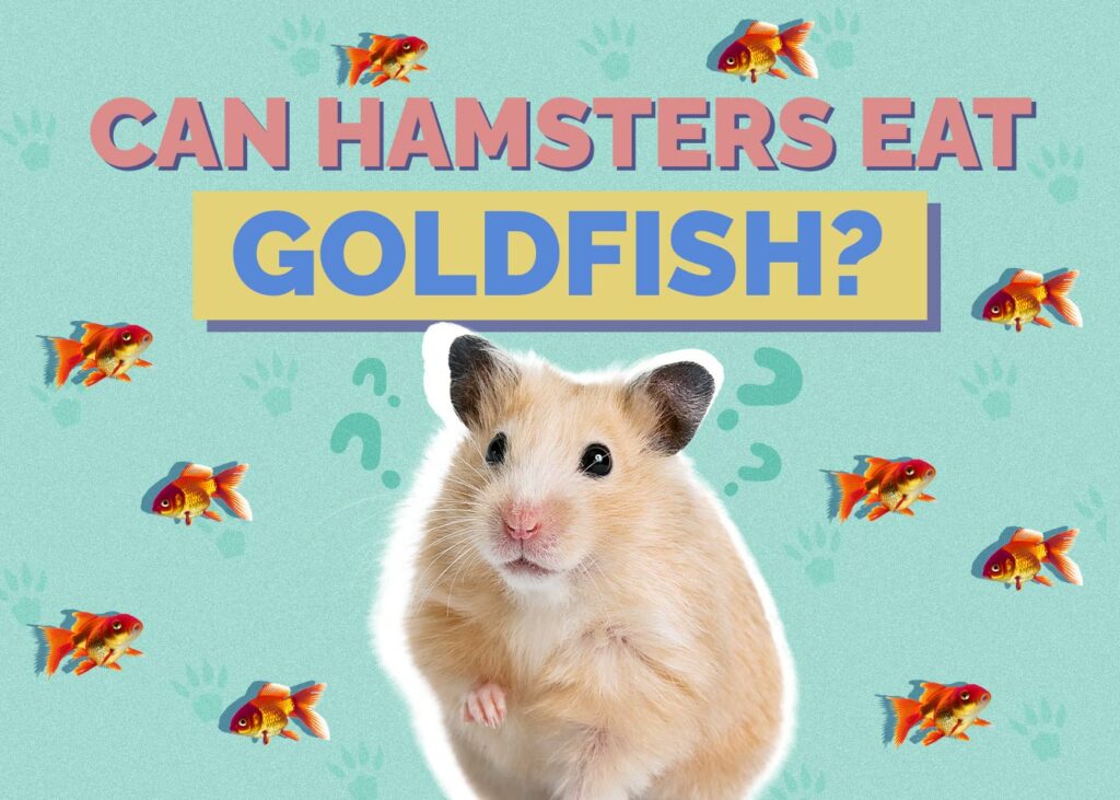 Can Hamsters Eat Goldfish