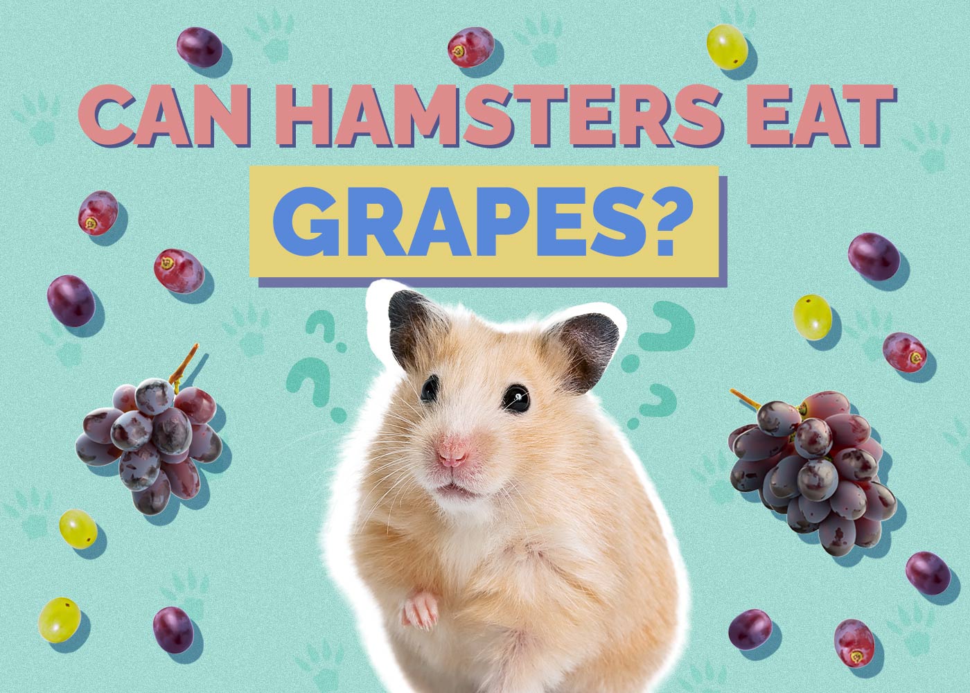 Can Hamsters Eat Grapes