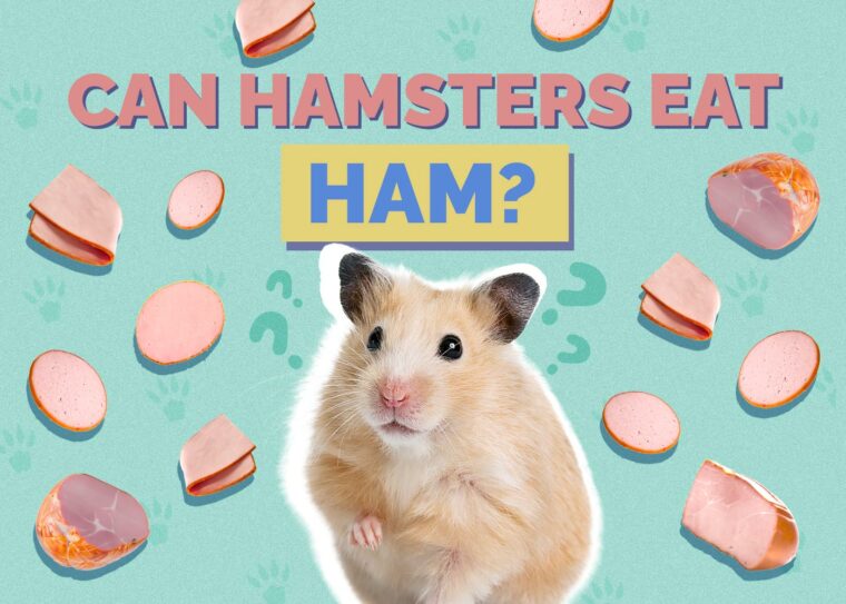 Exploding Ham Do Hamsters Explode? Vet-Reviewed Myth vs. Truth | Hepper Pet Resources