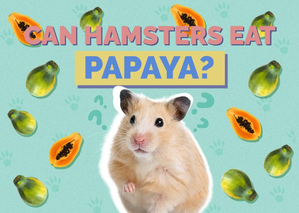 Can Hamsters Eat Papaya