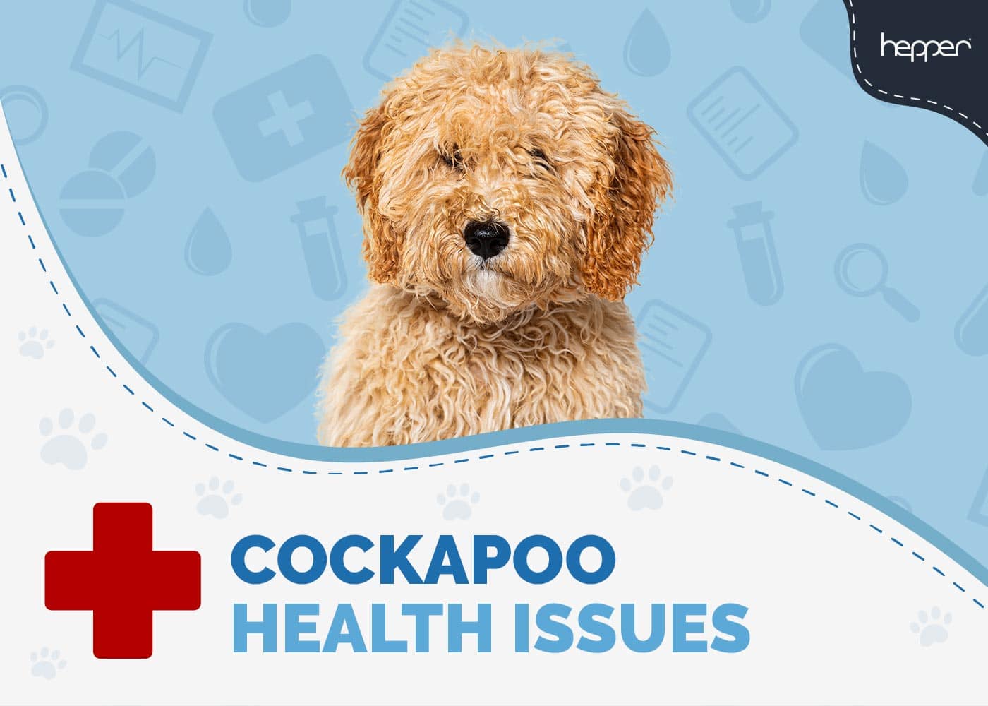 Cockapoo Health Issues