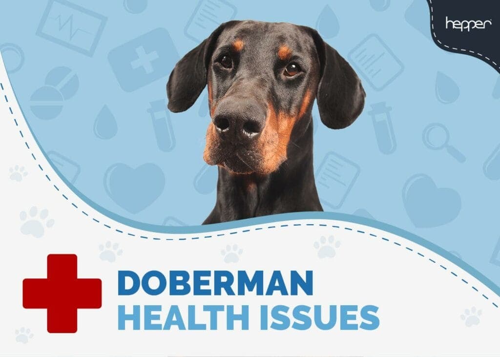 Doberman Health Issues
