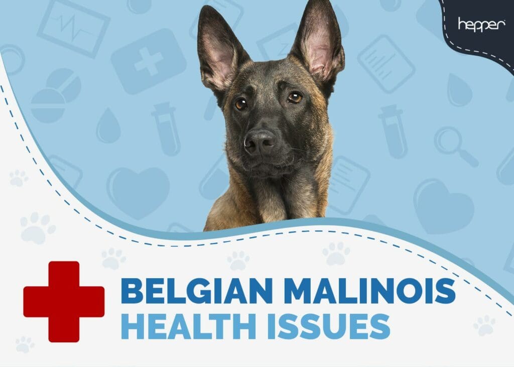 Belgian Malinois Health Issues