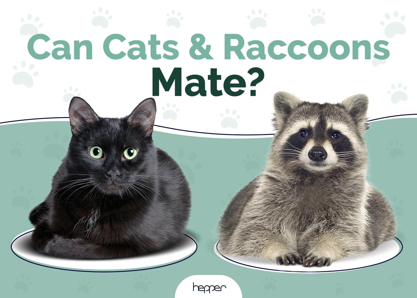 Can Cats and Raccoons Mate