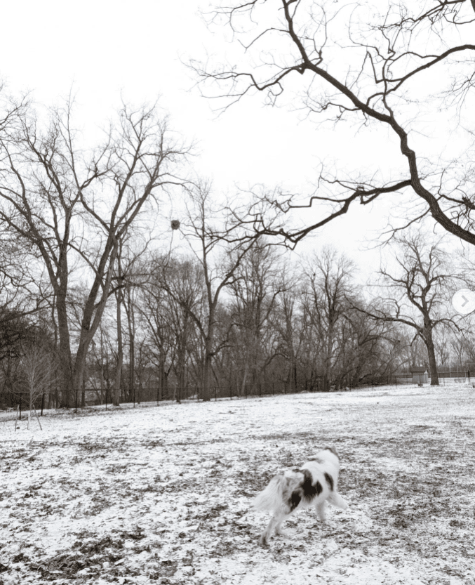 Hillcrest Dog Park