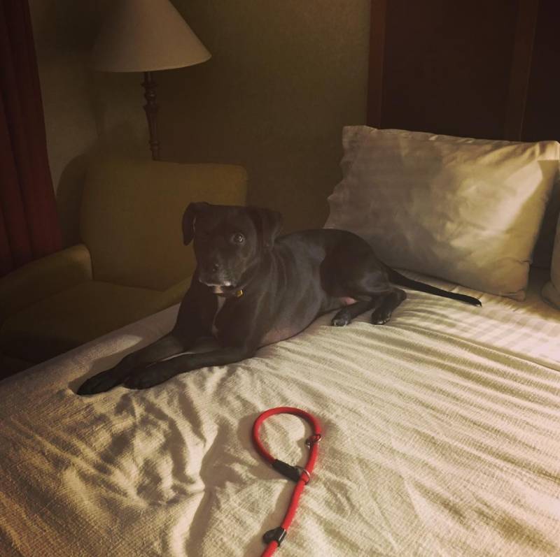 Holiday Inn Dallas Market Center