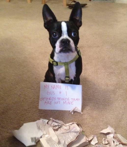 Honestly, the dog ate my homework