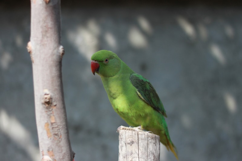 Indian ringneck parakeet bird perching on a trunk