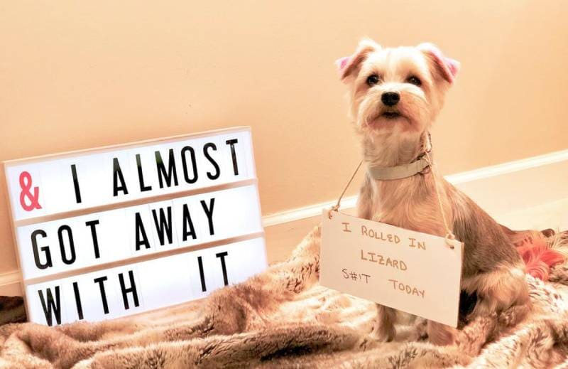 It isn’t cat poop dogs seem to love