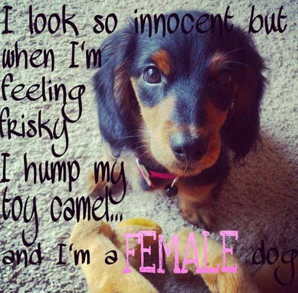 It isn’t just male dogs that hump
