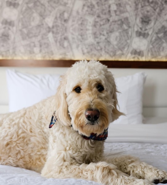 Le Meridien Indianapolis