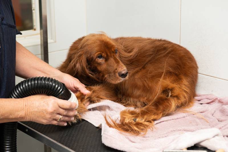 Lovely brown Irish setter dog relaxed during dog grooming session