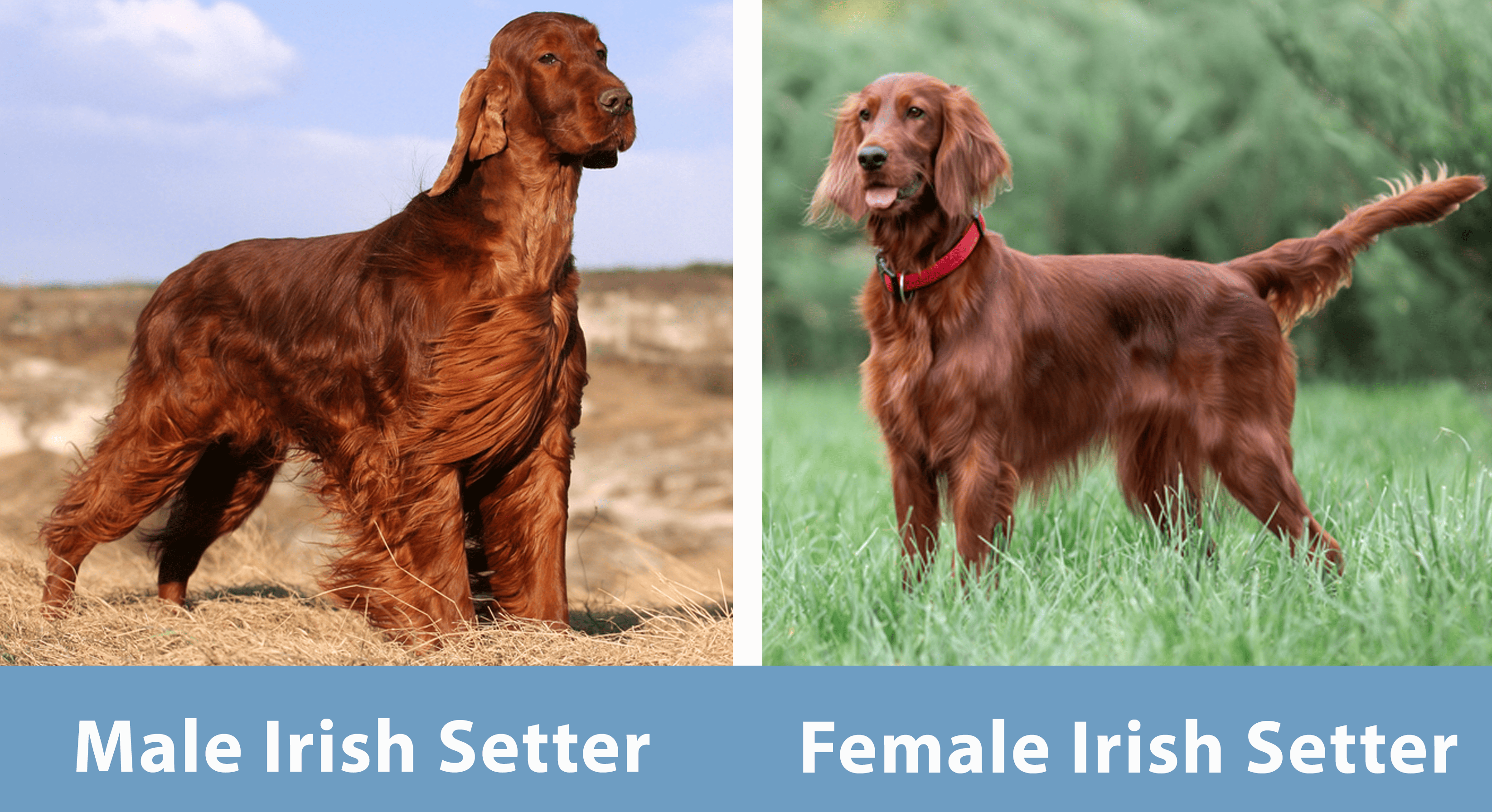 Male Female Irish Setter Side by Side