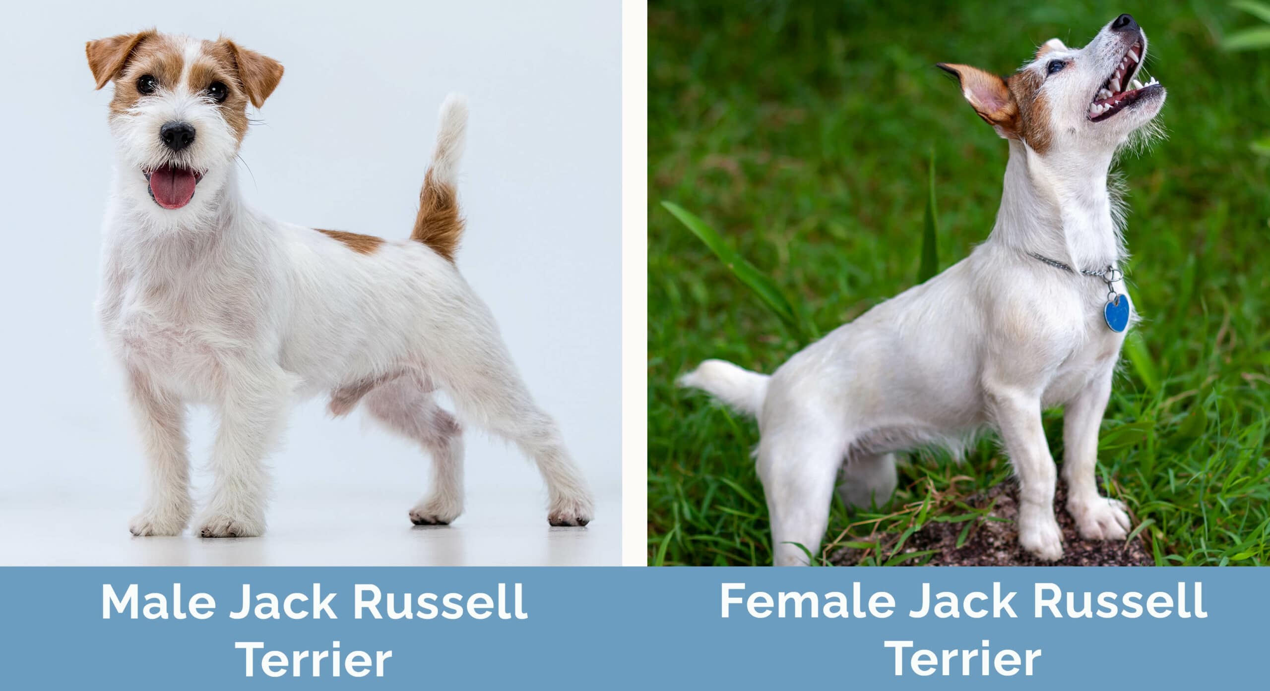 Male vs Female Jack Russell Terrier side by side