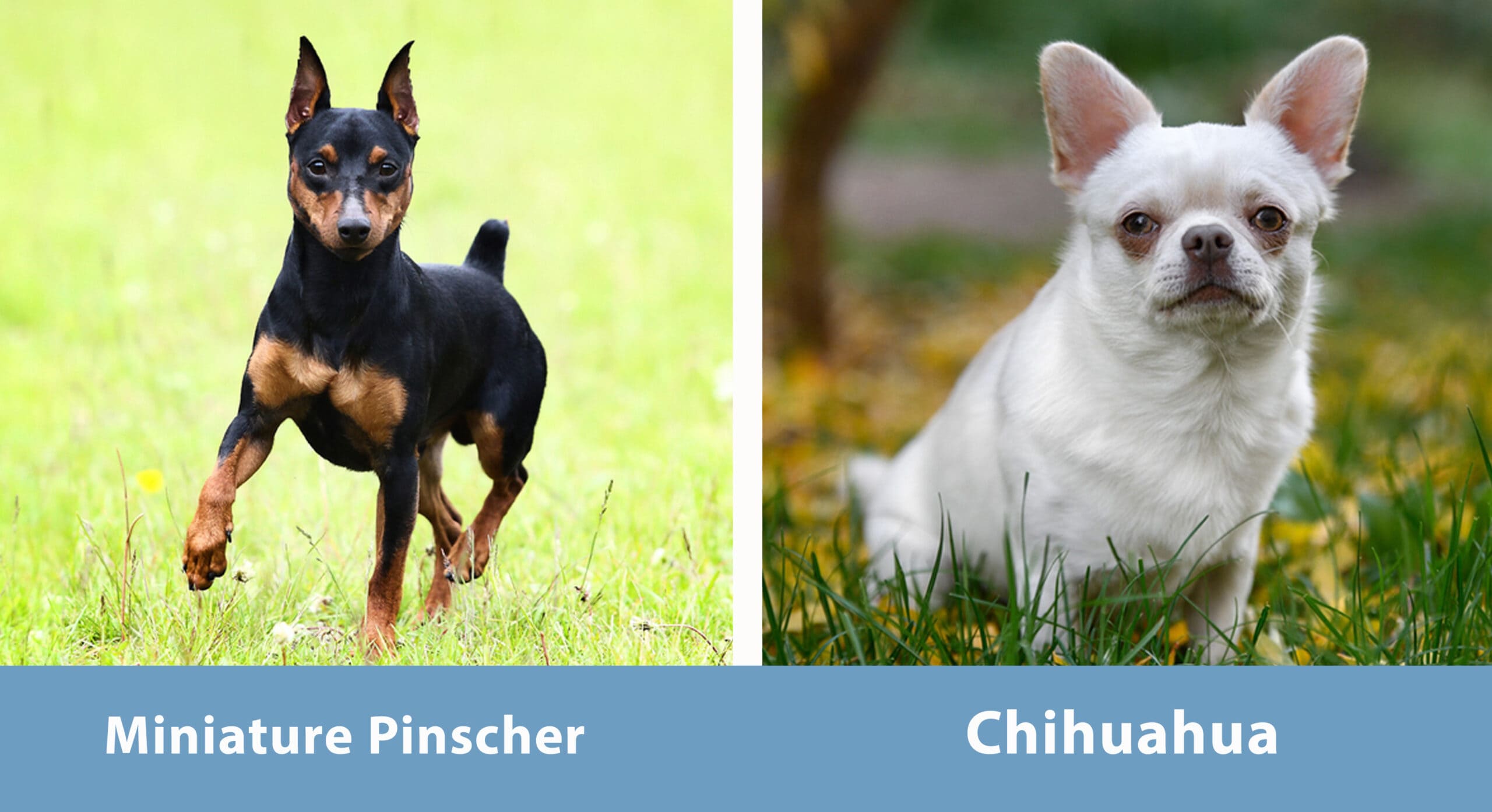 Miniature Pinscher vs. Chihuahua Side by Side