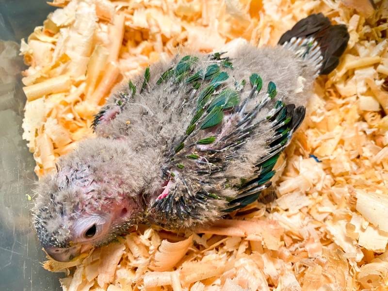 New born of Crimson conure parrot in the bird nest
