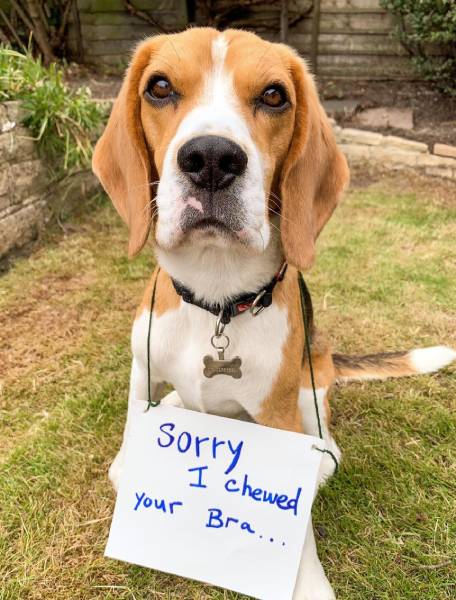Nothing is off limits to some dogs