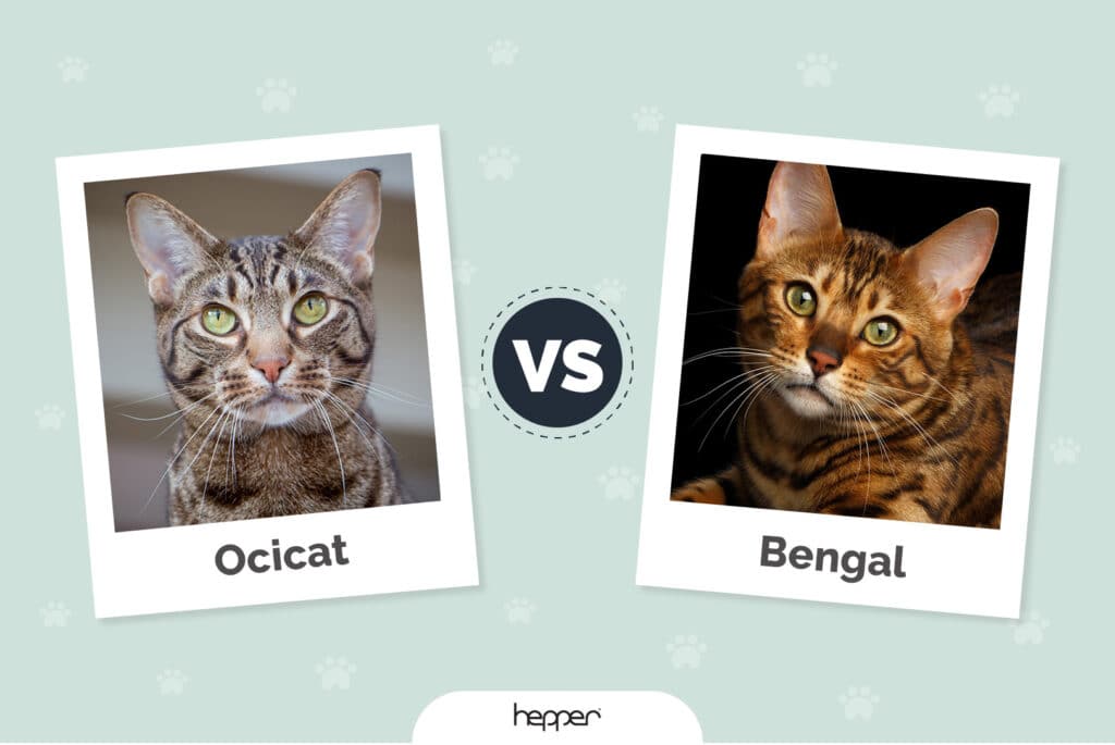 Ocicat vs Bengal