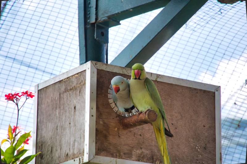 Pair of indian ring-neck parakeet sitting at the bird house