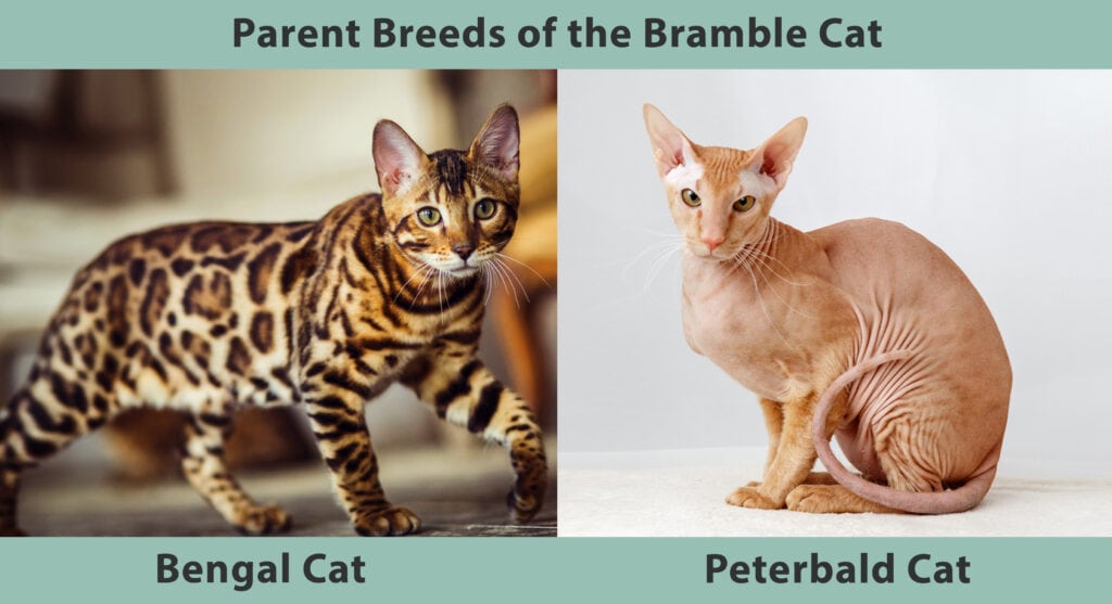 Parent Breed of Bramble Cat