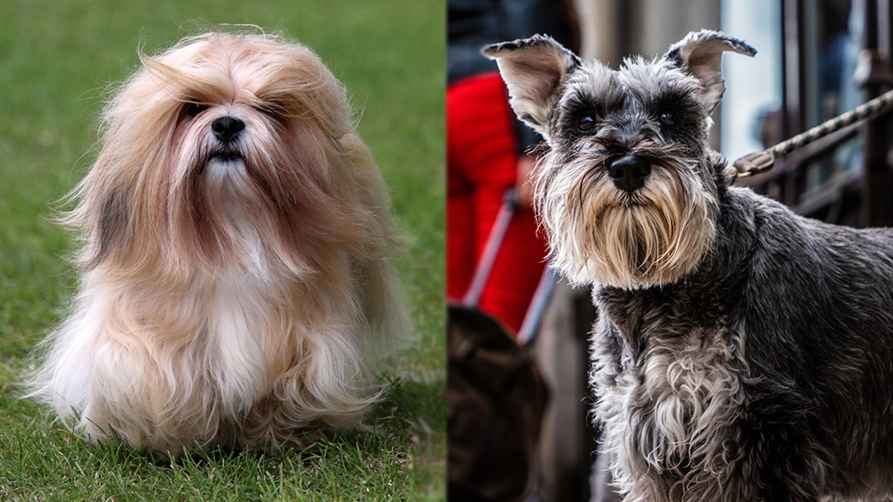 Parent Breeds of Lhasa Apso Schnauzer Mix