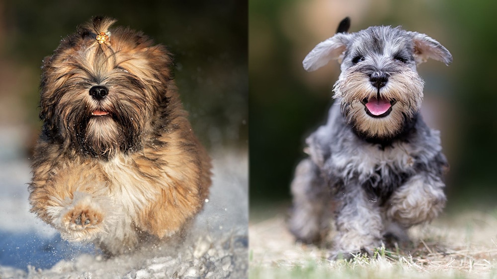 Parent Breeds of Parent Breeds of Lhasa Apso Schnauzer Mix puppy version