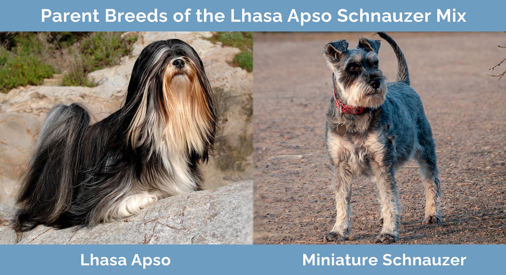 Parent Breeds of the Lhasa Apso Schnauzer