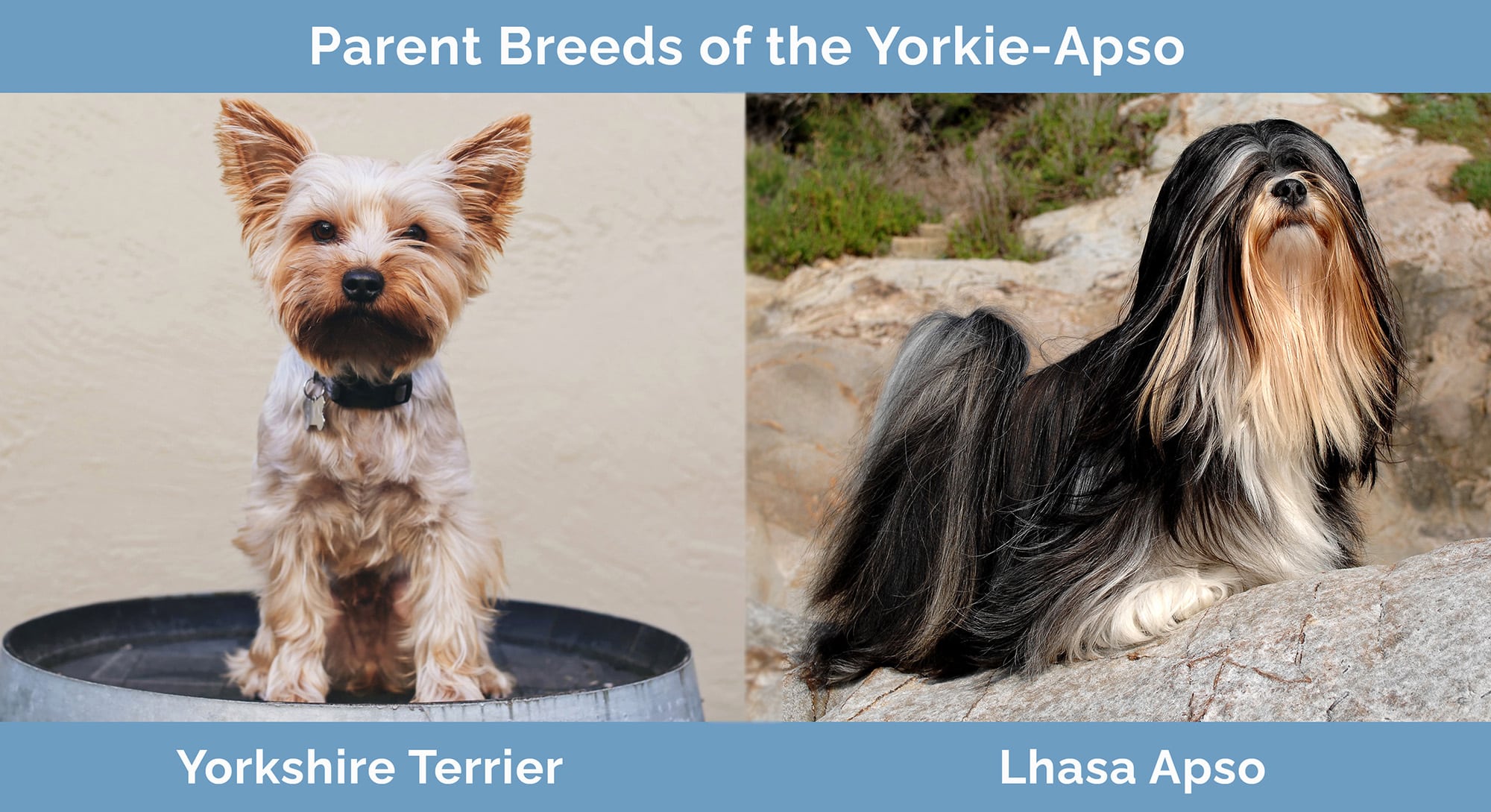 Parent Breeds of the Yorkie Apso