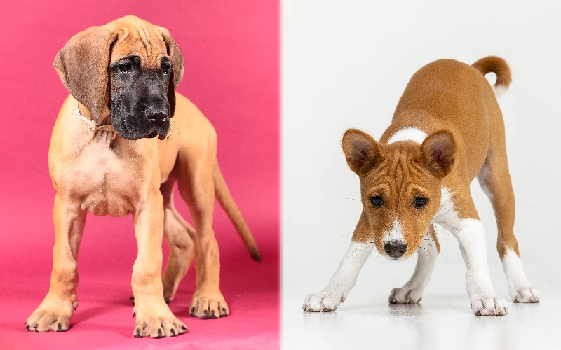 Parent breeds of the Great Dane and Basenji Mix (Great Dasenji)