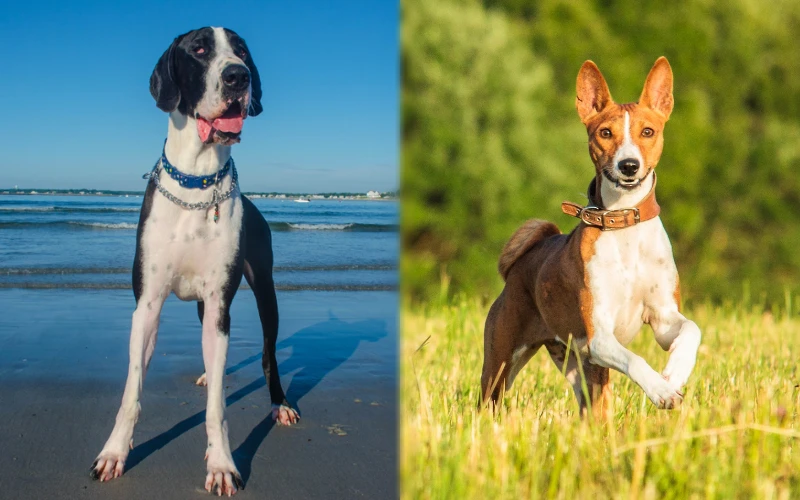 Parent breeds of the Great Dane and Basenji Mix (Great Dasenji)