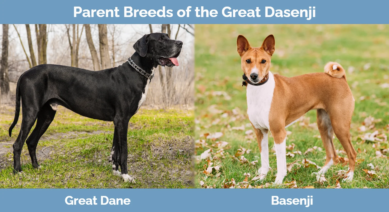 Parent breeds of the Great Dane and Basenji Mix (Great Dasenji)