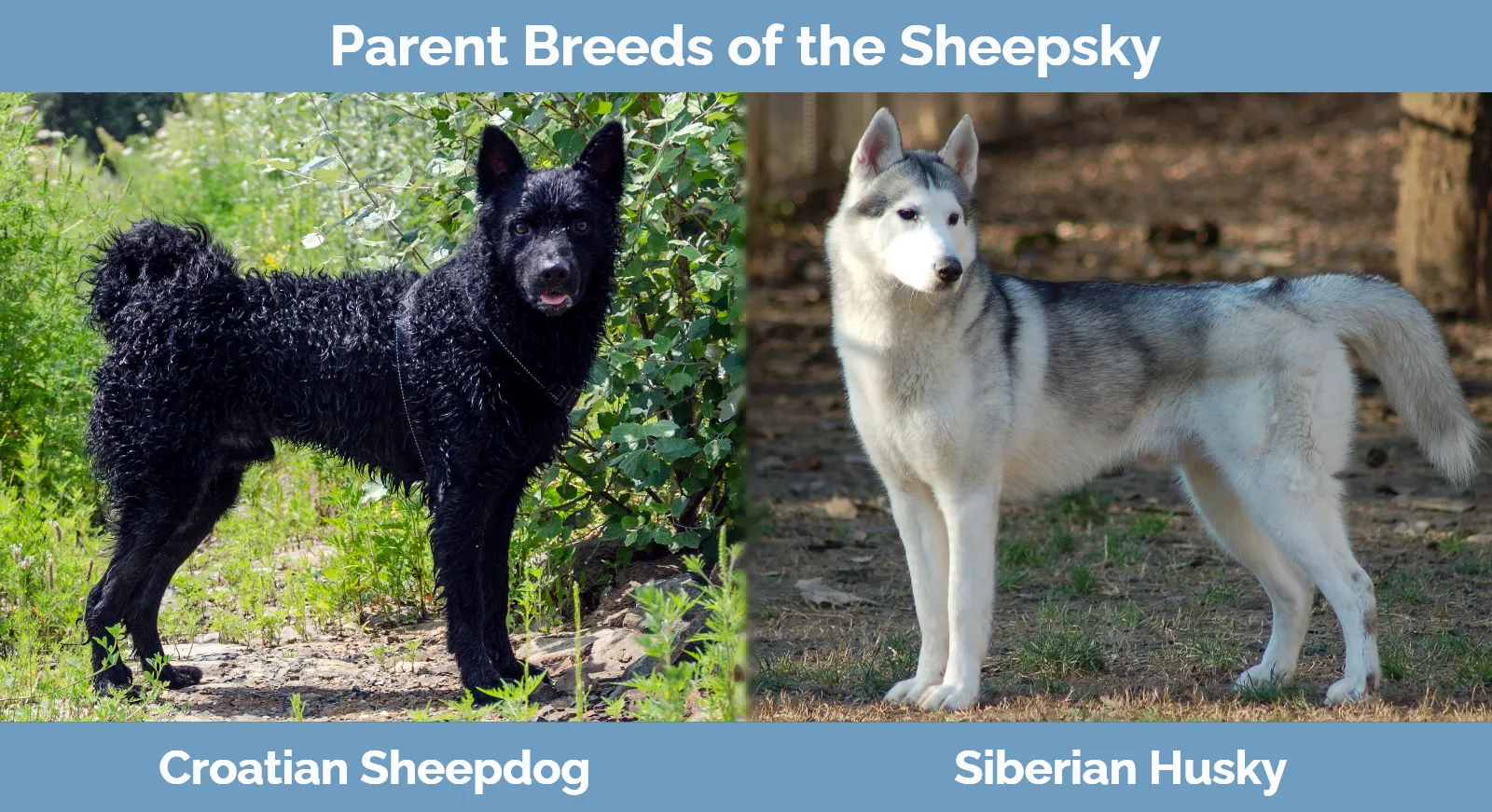 Parent breeds of the Sheepsky (Croatian Sheepdog & Husky Mix)