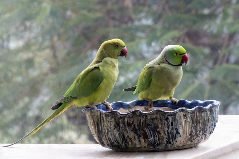 Portrait of a Pair of Indian Rose-Ringed Parakeets