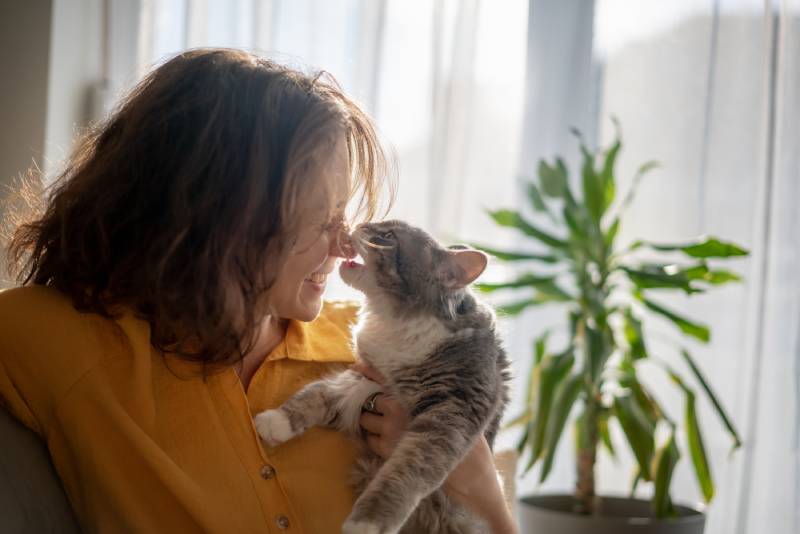 Portrait of a young beautiful woman in a yellow shirt hugging kissing with a gray fluffy cat sitting on the sofa